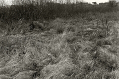 20009