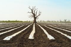 056_DxO2-copie
