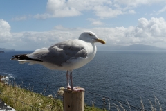 237_DxO-copie